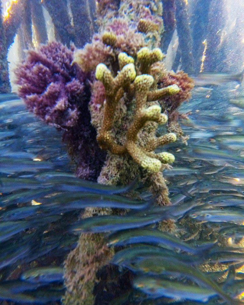 DCIM101MEDIADJI_0994.JPG Coral Porites porites, en las raíces de un mangle rojo.