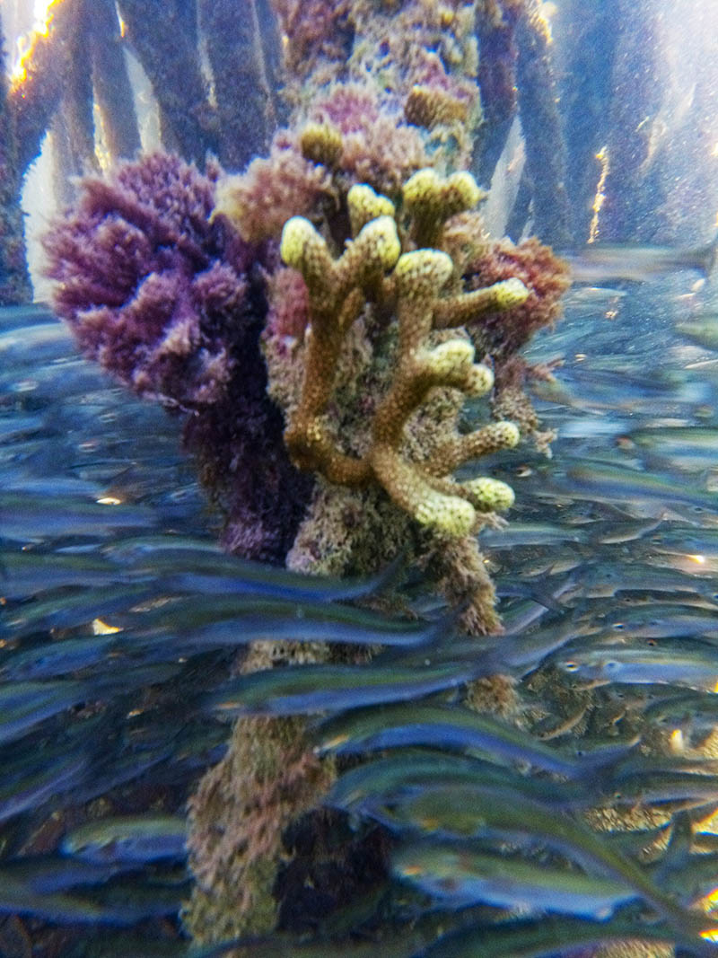 Coral Porites porites, en las raíces de un mangle rojo. Coral Porites porites, en las raíces de un mangle rojo.
