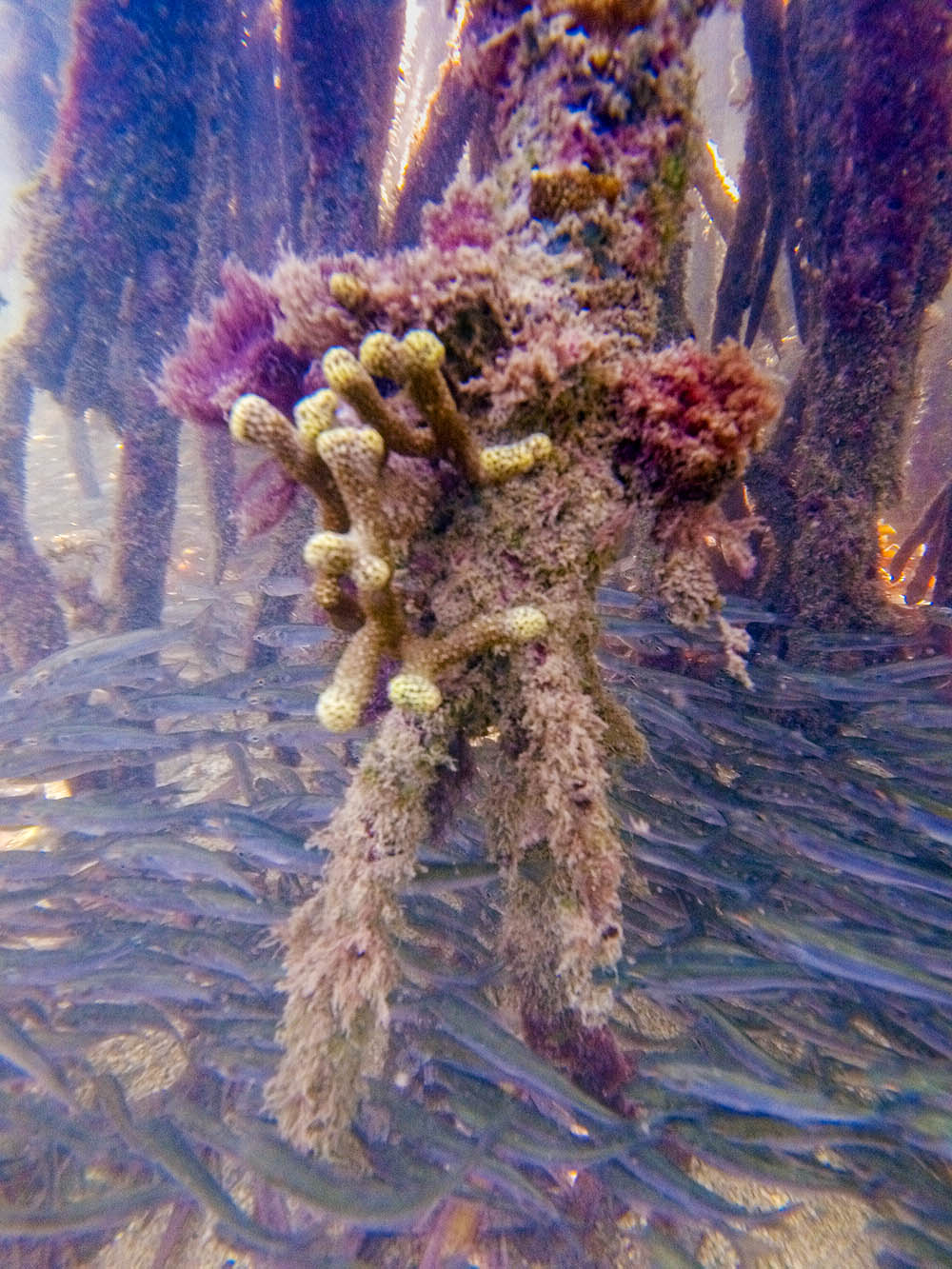 Coral Porites porites, en las raíces de un mangle rojo. Coral Porites porites, en las raíces de un mangle rojo.