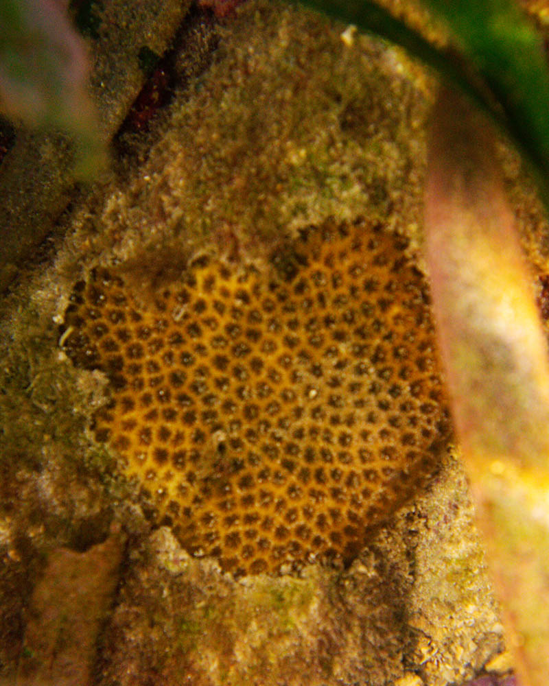 Foto-coral-manglar-8-1 Coral Siderastrea radians, sobre una piedra a la sombra de mangle rojo.