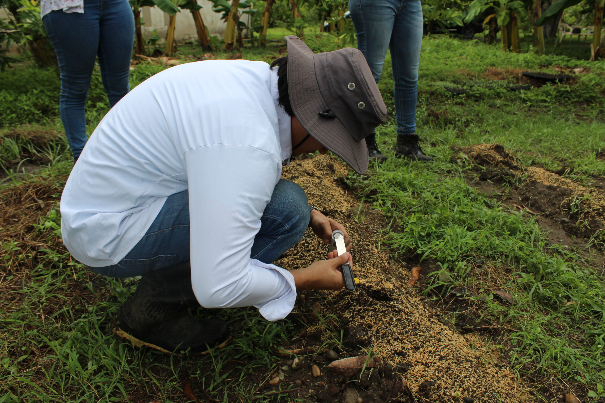 Bacterias Endófitas (1) El profesor Bolívar realiza una siembra con hidrogeles y bacterias encapsuladas, en una finca del departamento del Atlántico.