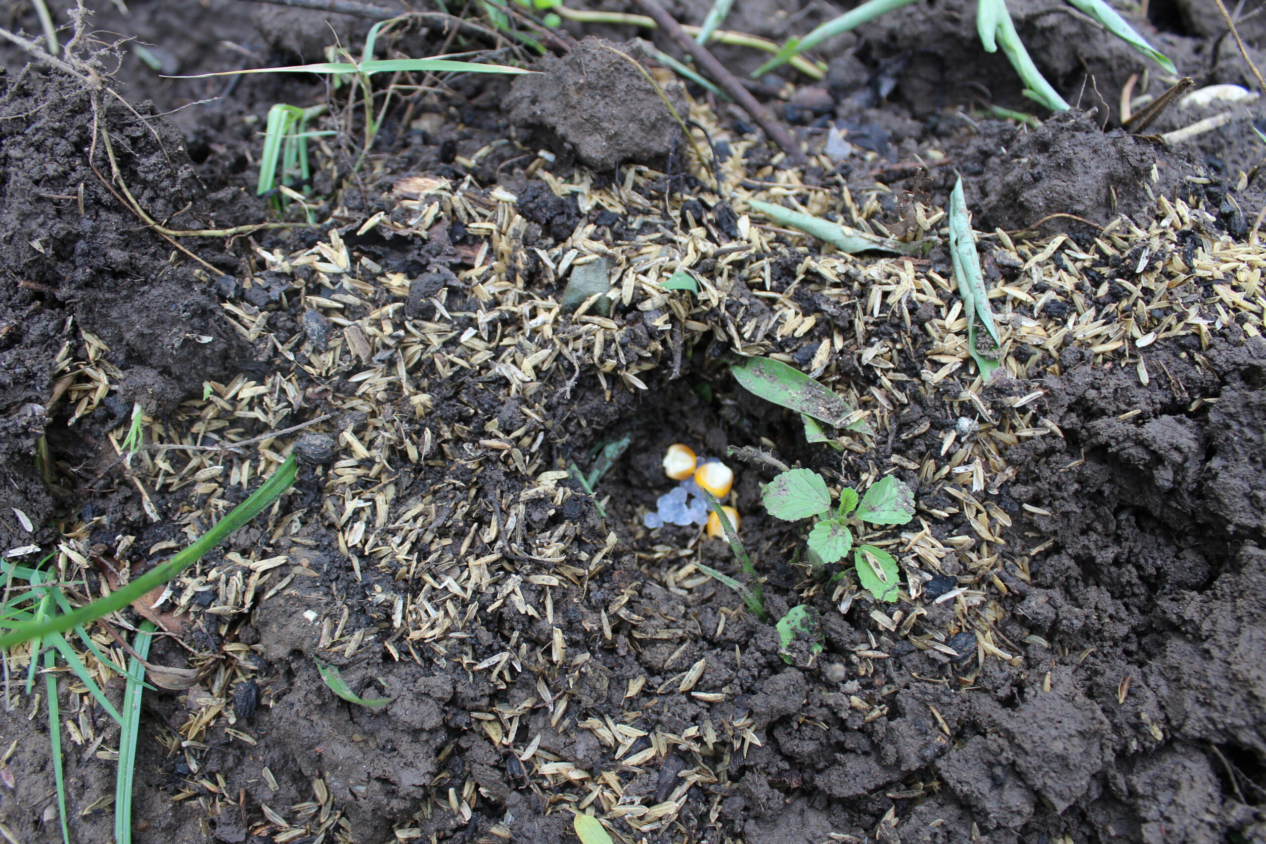 Bacterias Endófitas (2) La imagen muestra semillas de maíz sembradas con hidrogeles y bacterias encapsuladas, en una finca del departamento del Atlántico.