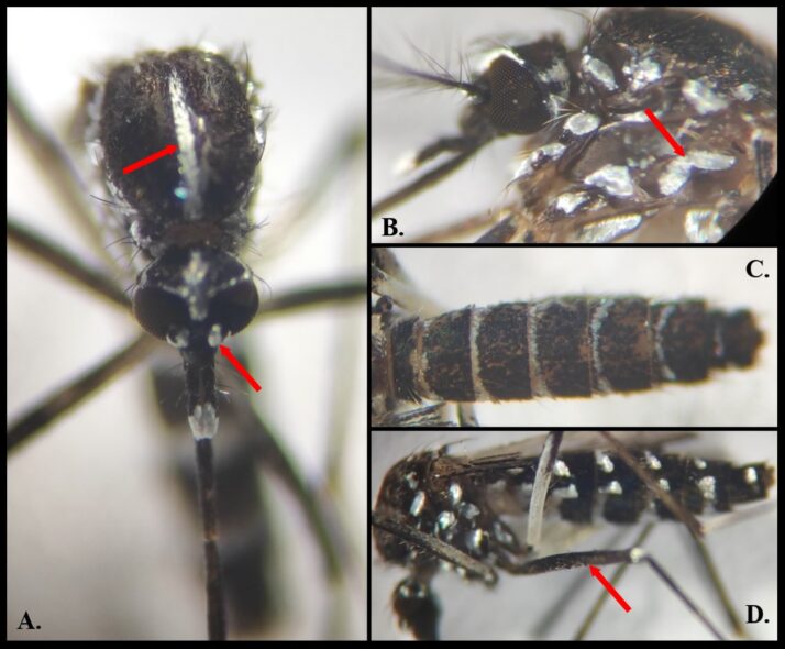 Mosquito Tigre albopictus
