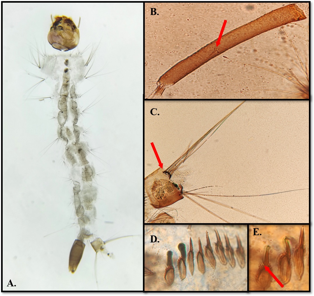 Mosquito Tigre larva Mosquito Tigre larva