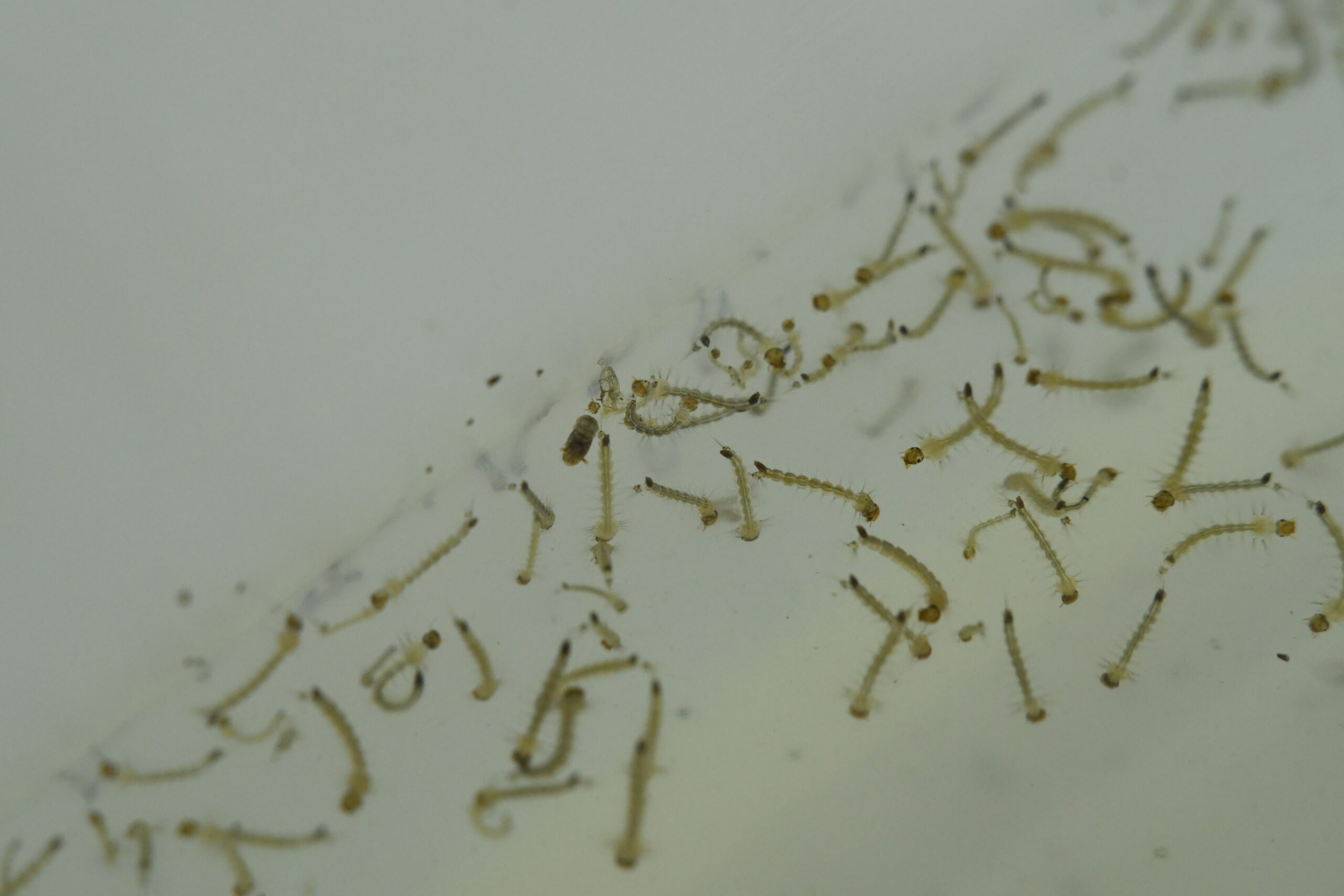 Mosquitos tigre en fase de larva