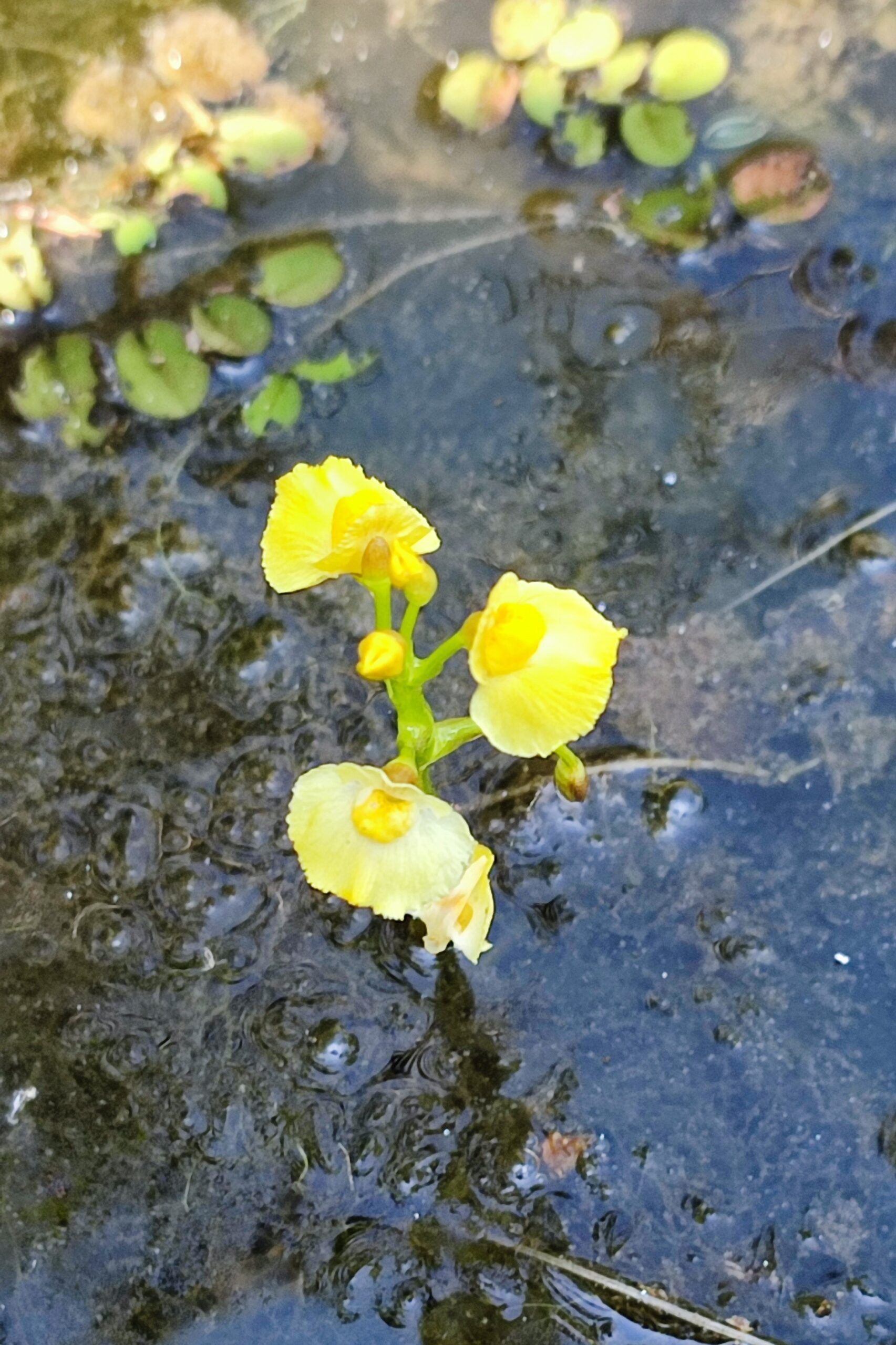 Utricularias flor