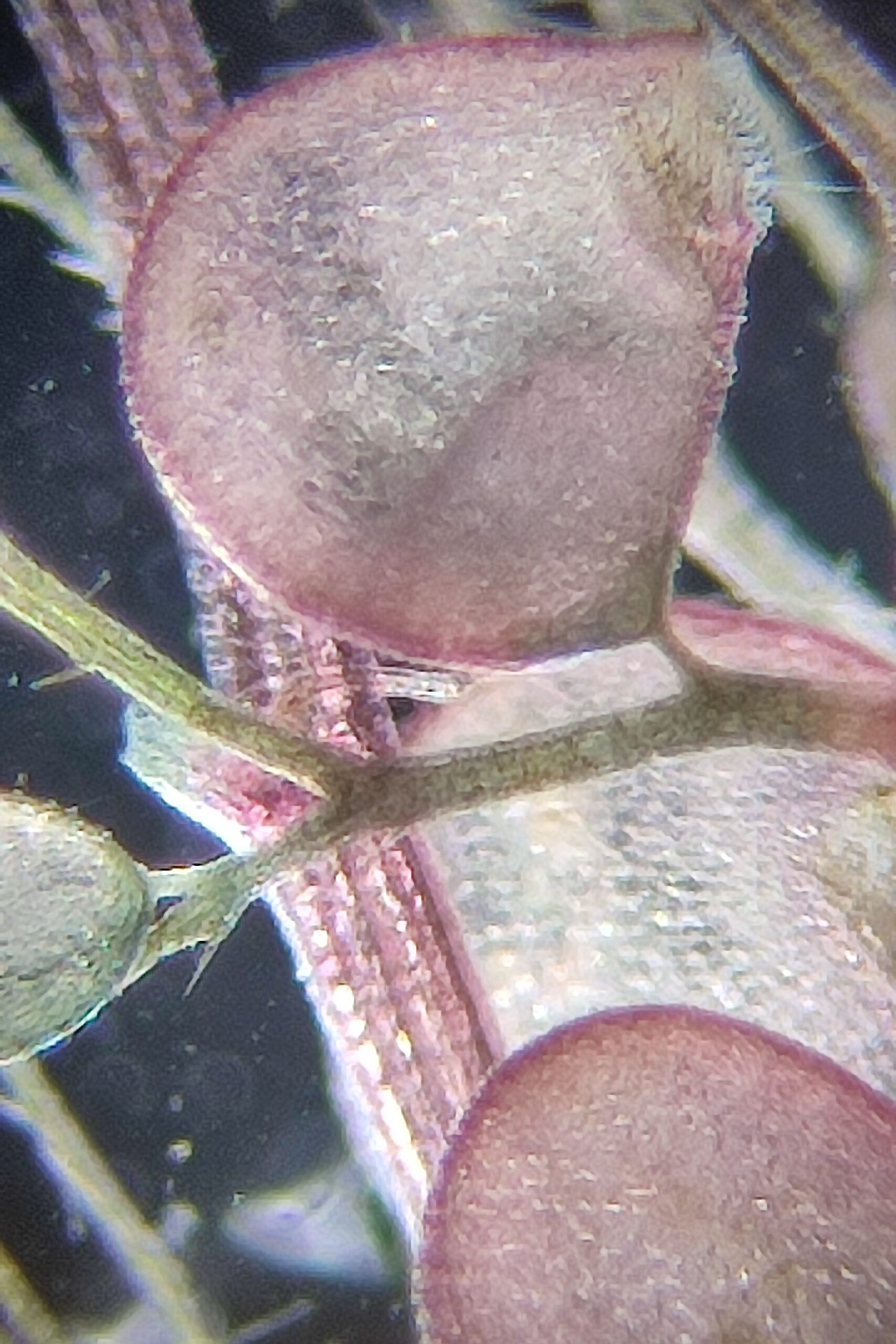 Utricularias germinando